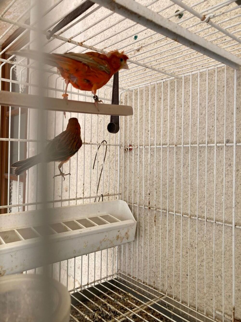   couple canaris rouge brun 