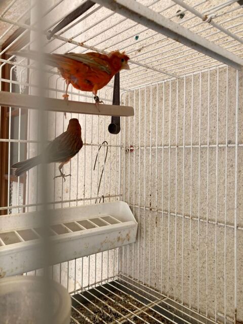 couple canaris rouge brun 50 16260 Chasseneuil-sur-bonnieure