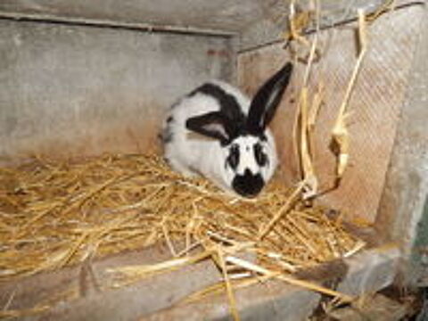   lapins papillons male de 14 mois 