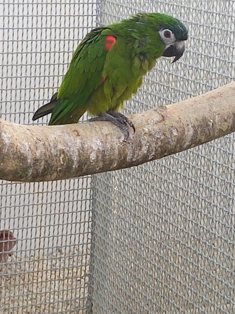 Perdu ara noble 0 79000 Niort