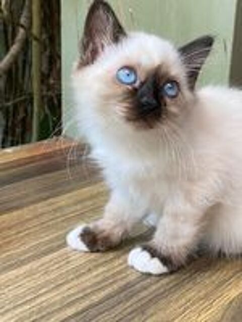   Magnifiques chatons Sacré de Birmanie  