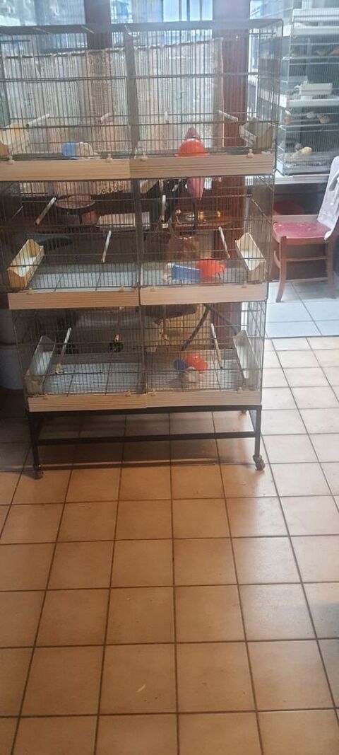 3vcages élevage oiseaux de 90  cm 180 59230 Saint-amand-les-eaux