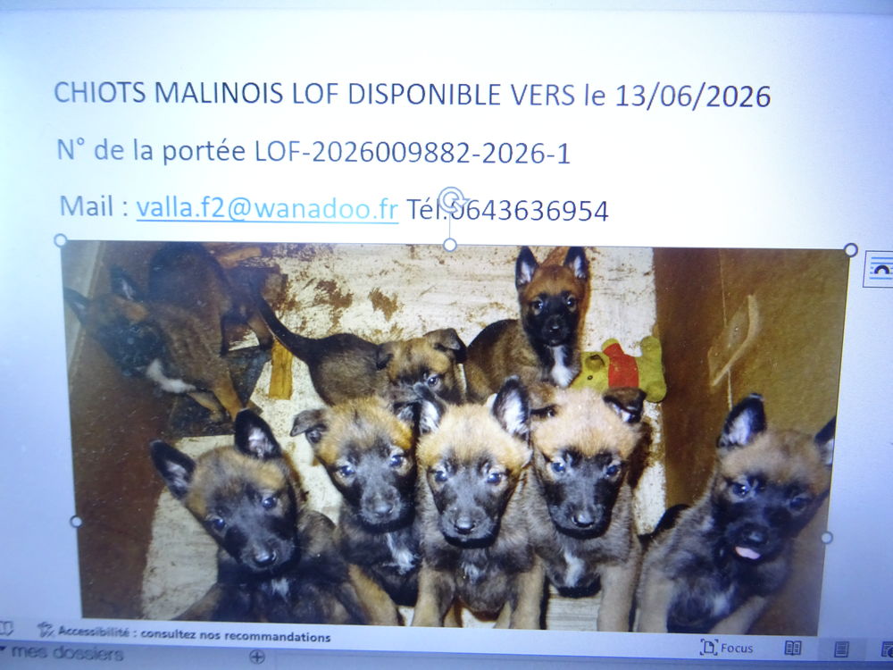   Chiots malinois LOF 