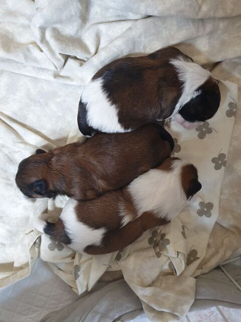 Réservé mal shih tzu 950 59124 Escaudain