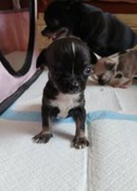   Adorables chiots Chihuahua 