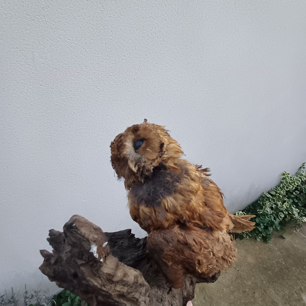 hibou chouette empaille naturalise taxidermie 