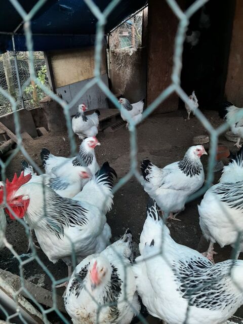 Oeufs de poules Sussex f&eacute;cond&eacute;s &agrave; couver 2 68270 Wittenheim