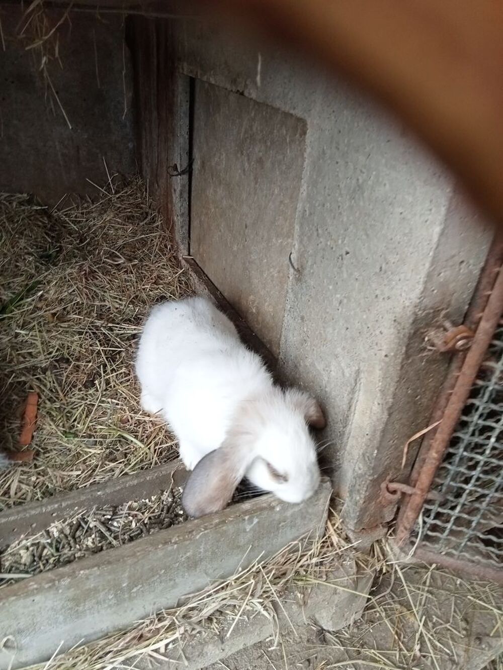   Lapin bélier  