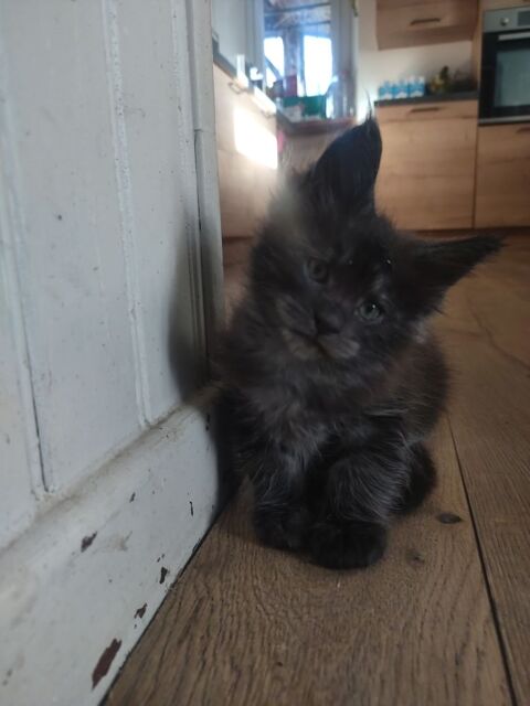 maine coon pure race 850 82150 Roquecor
