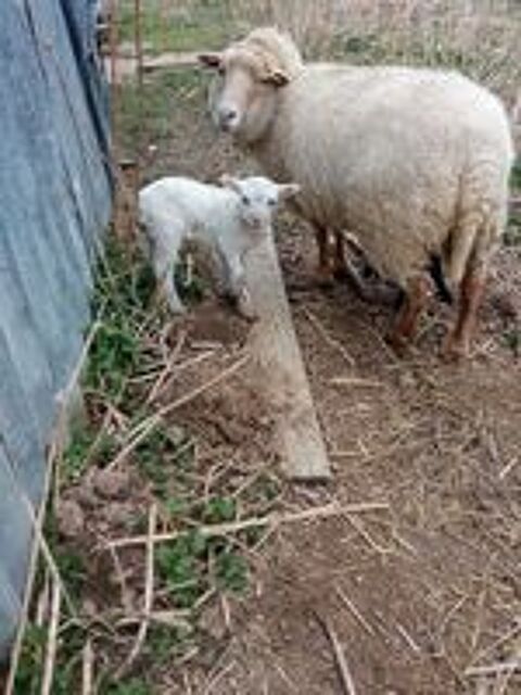   Mouton Ouessant agneaux nains et semi-nains 