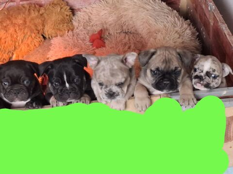 B&eacute;b&eacute;s bouledogues fran&ccedil;ais exotiques 1500 12220 Les albres