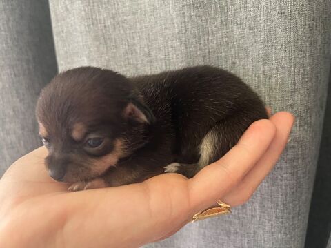 Chihuahua NON LOF 550 26250 Livron-sur-drme