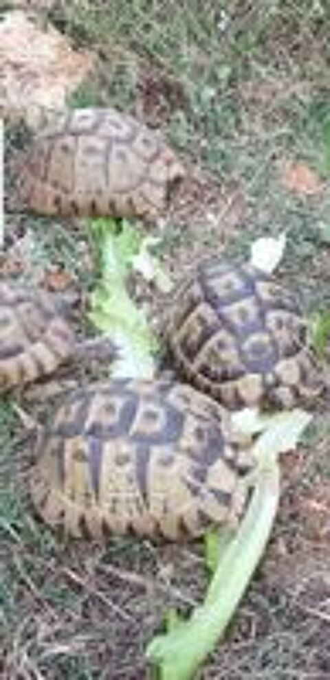   Couple de tortues graeca 1 mâle et 1 femelle  
