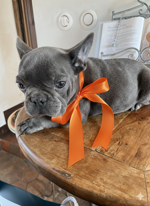 Chiot bouledogue fran&ccedil;ais  bleu payable en 3 fois  1200 45210 Ferri�res-en-g�tinais