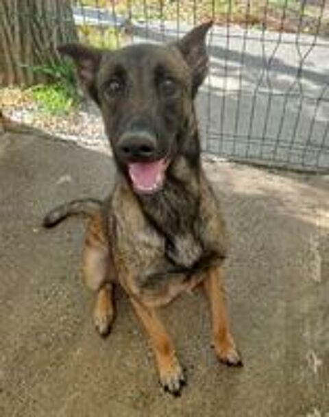   BLEDINE, malinoise 1 an 