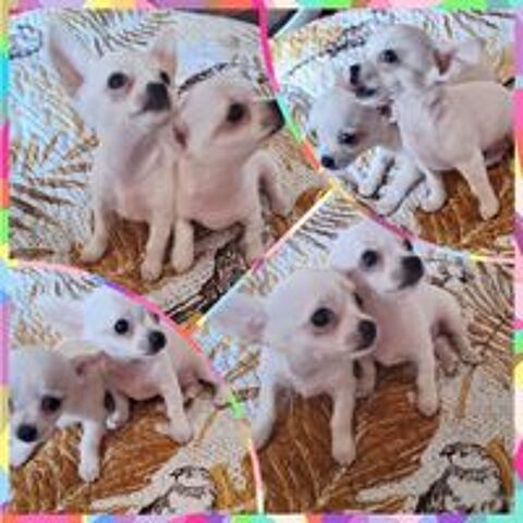   Adorable chiot Chihuahua à placer  