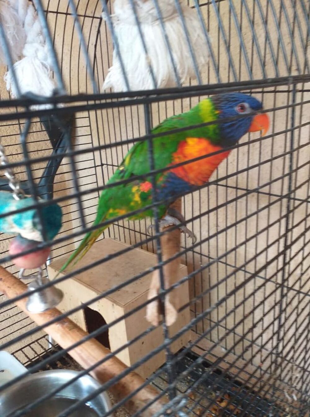   Récupère tout oiseau bec crochu bec pointu avec leur cage 