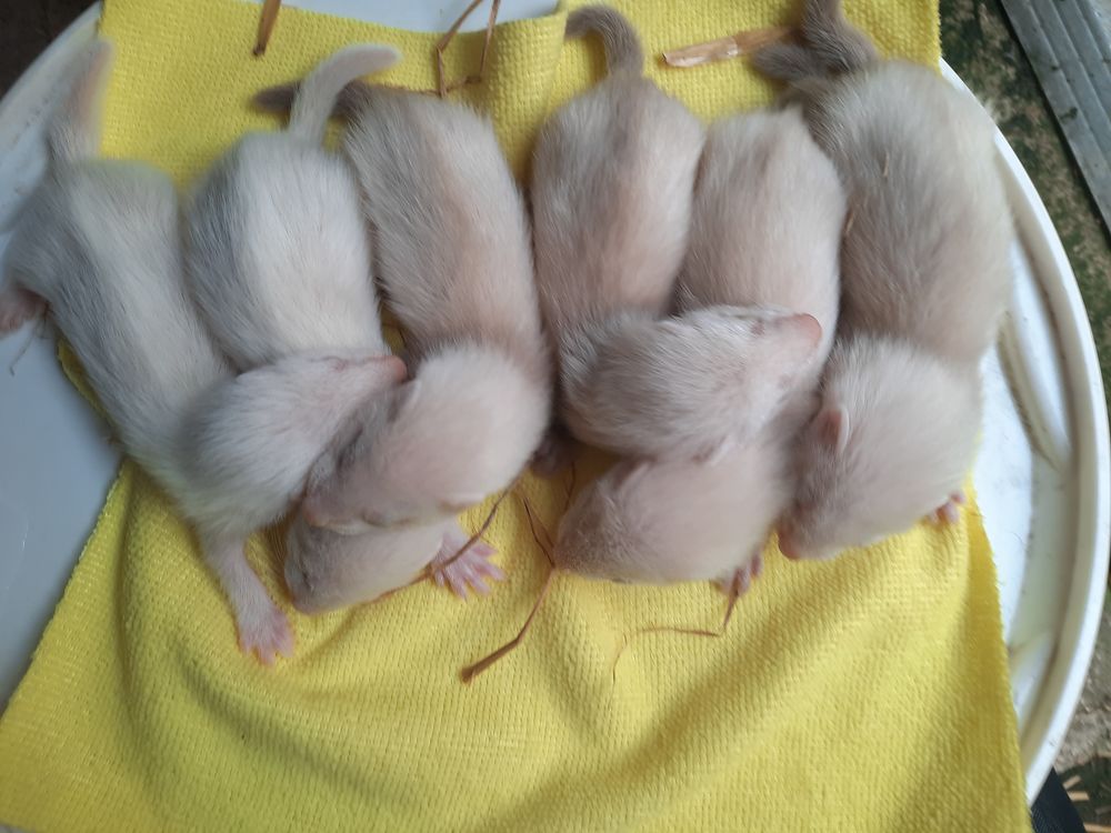   Furet  