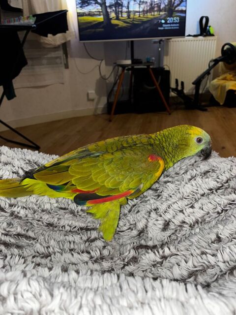 Perroquet : Amazone à front bleu 700 36000 Chteauroux