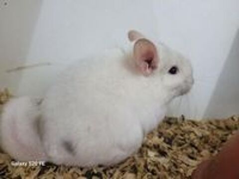   Bbs chinchillas top qualit disponibles levage familial 