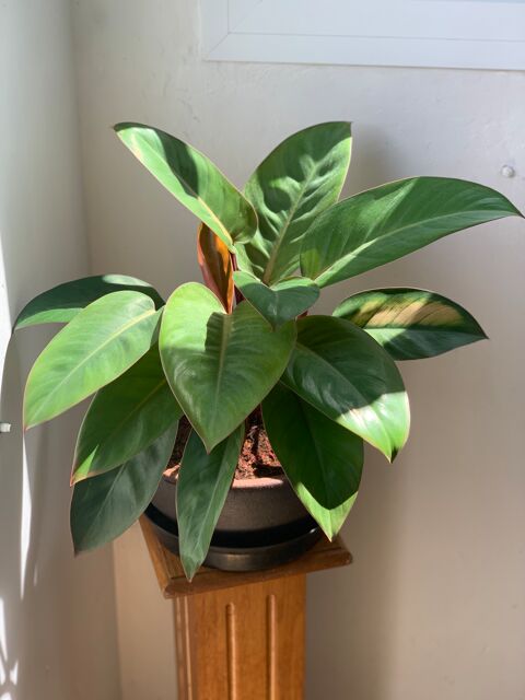 Philodendron  35 Saint-Denis (97)