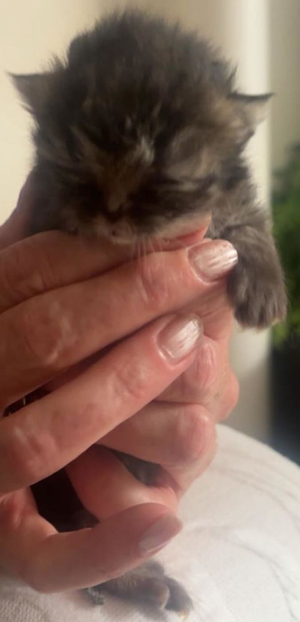   Chatons persans non Lof 