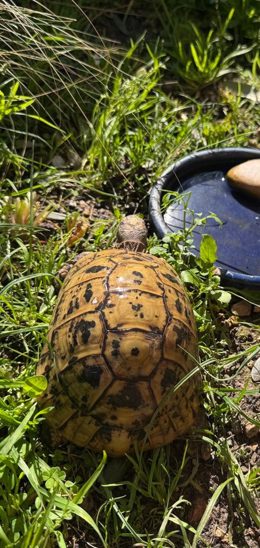   Tortue graeca nabeulensis 