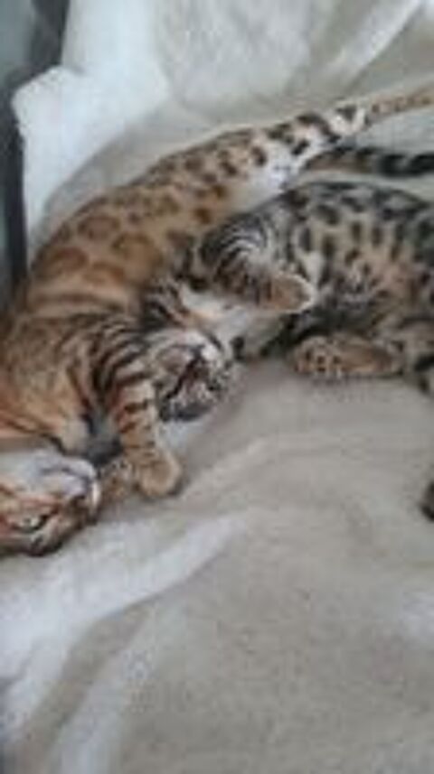   Magnifique chaton bengal  