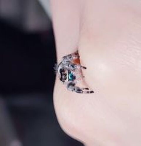   J'aurais à placer des phidippus regius Bahamas
Taille L4
10 