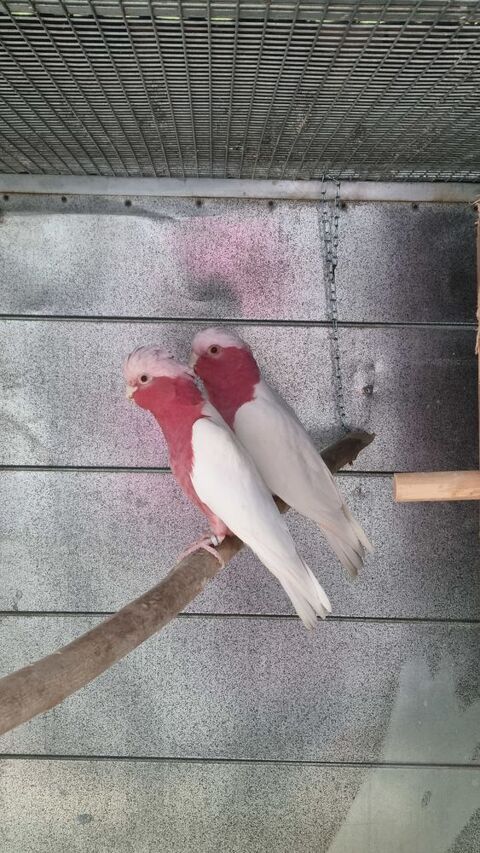 Couple cacatoes rosalbin lutino EPP NC 3200 22120 Pommeret