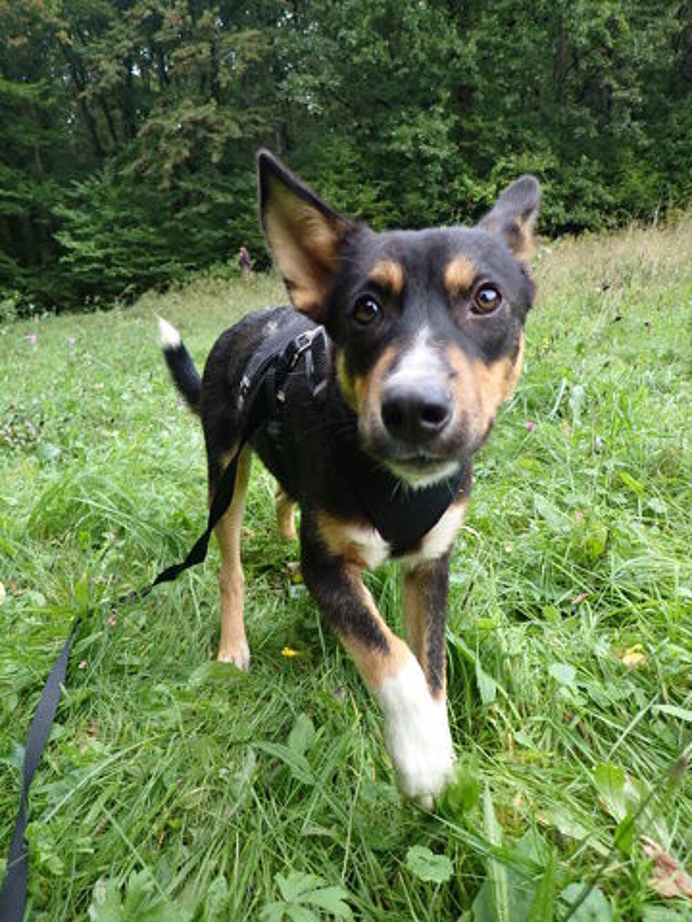   Vito à l'adoption 