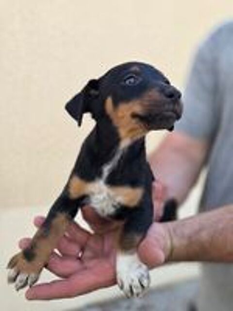   2 chiots jagd terrier mâle  
