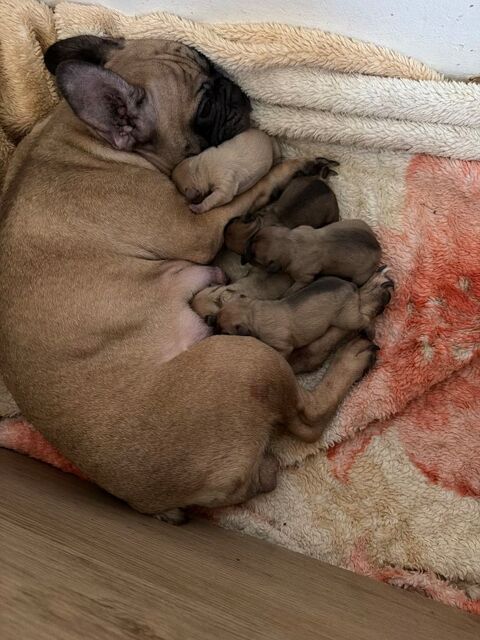 chiot bouledogues fran&ccedil;ais 500 38000 Grenoble