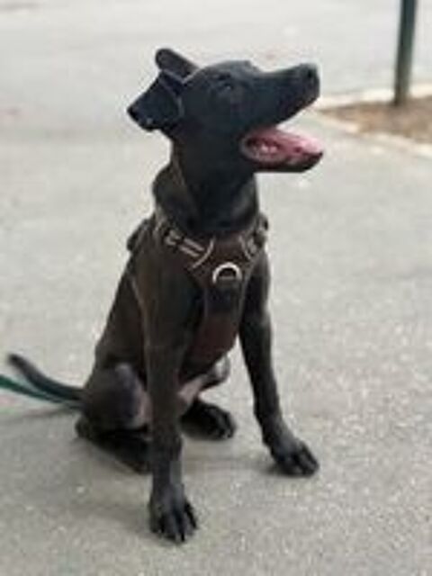   Brownie,4 mois,à l'adoption département 94 