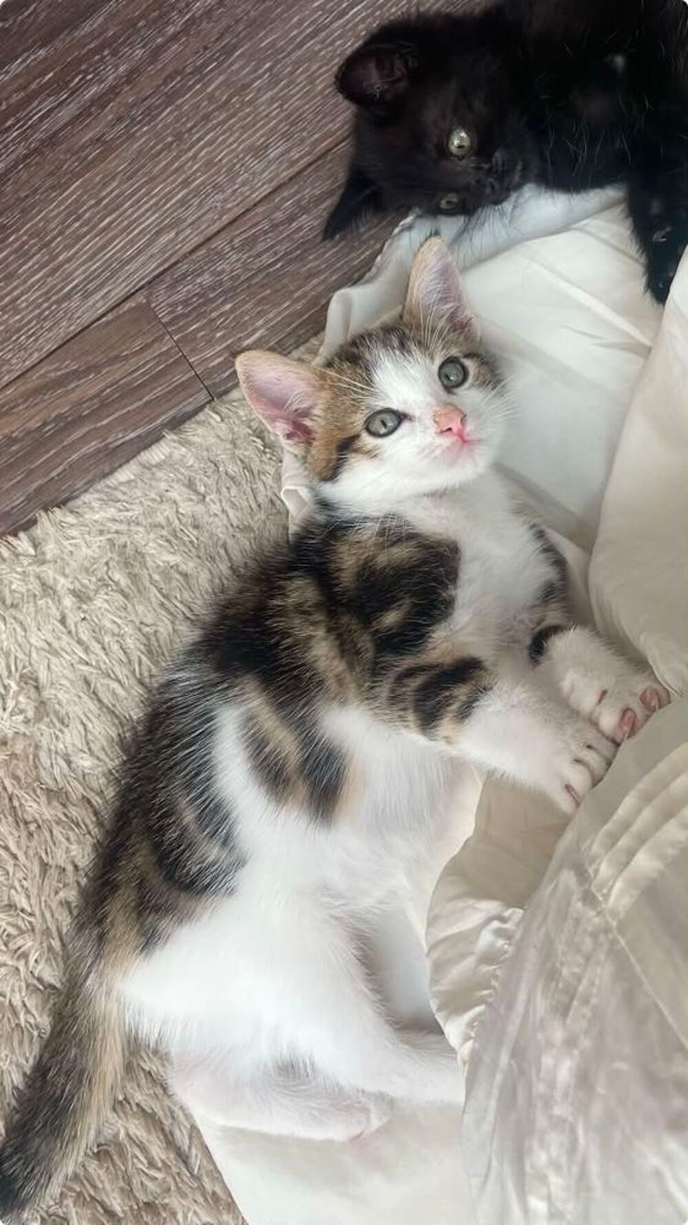   Timut un petit coeur à prendre 