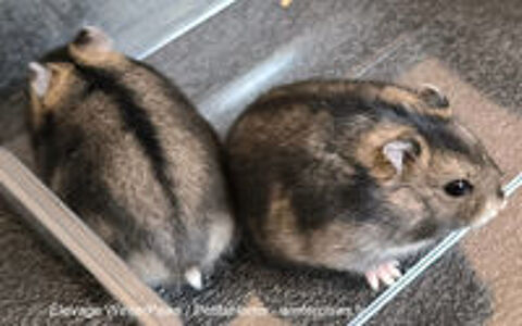   Adorables hamsters russes à adopter 