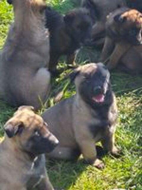   Malinois 