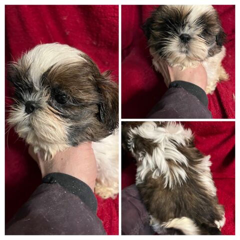 Magnifiques chiots shih tzu  LOF 1200 58350 Nannay