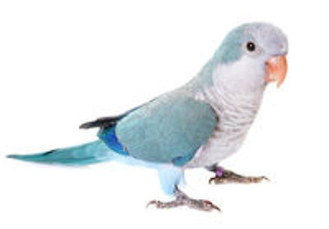   Perruche souris couple epp 