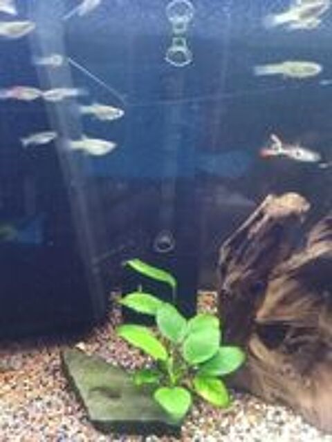   Guppys mâles et femelles  