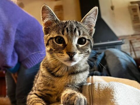 Donne chatte 3 mois tigr&eacute;e 0 32130 Samatan