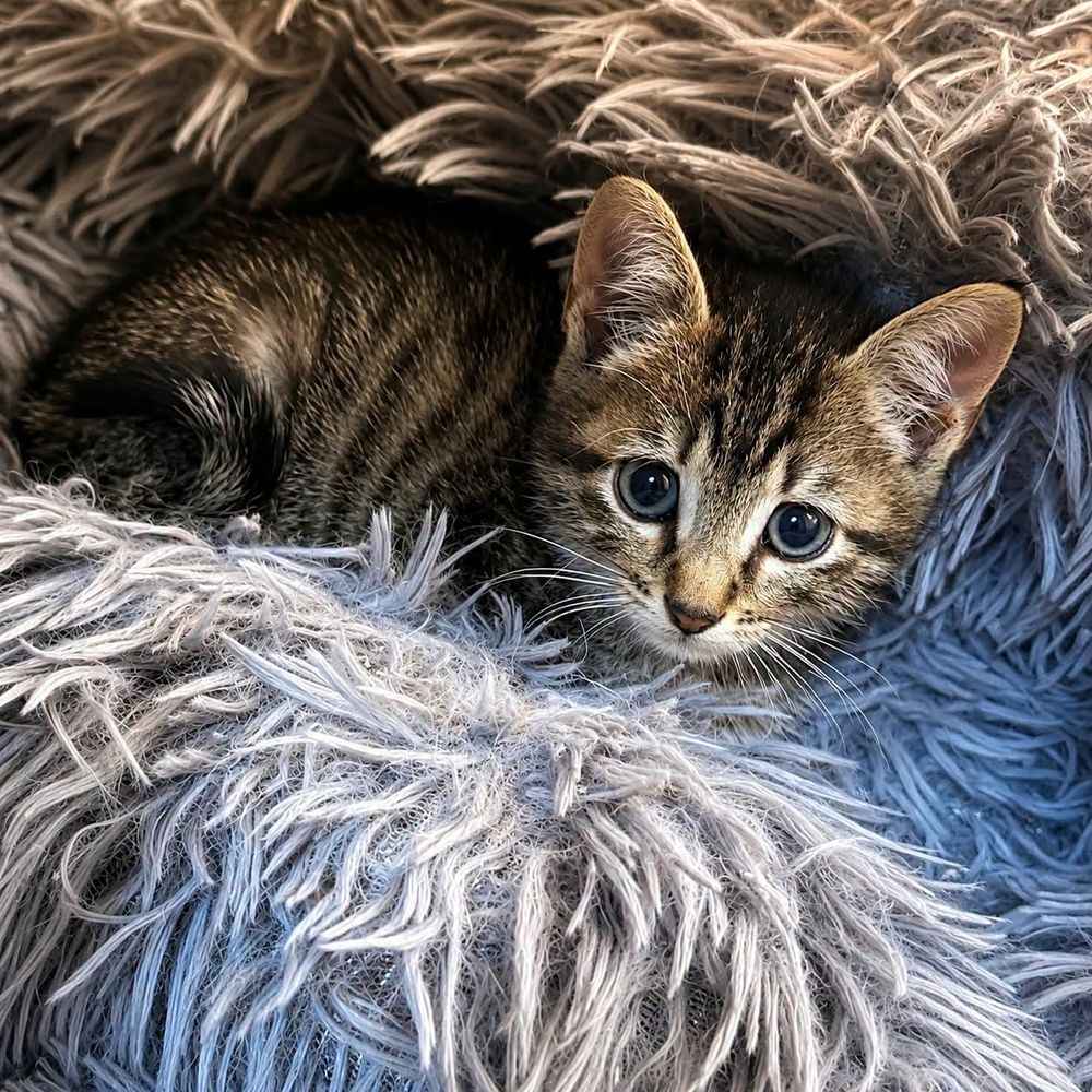   TOBBY 