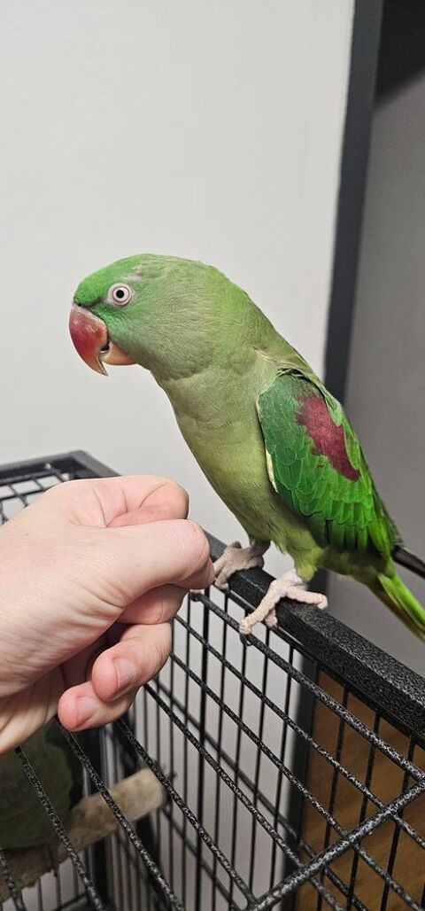 Perruche Alexandre femelle EAM est perruche à collier bleue. 450 60550 Verneuil-en-halatte