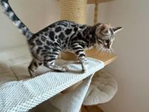   Chaton, loof , cherche une famille pour la vie 
