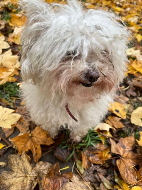 donne bichon cause d&eacute;part 0 91320 Wissous