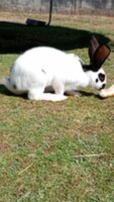   Lapin 
