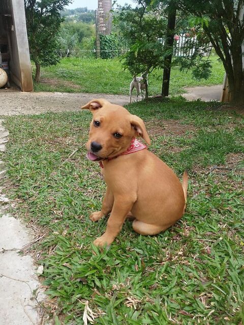 BUGGY la petite joyeuse 300 53000 Laval