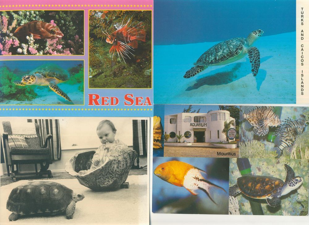 LOT 110 CARTES POSTALES DE TORTUES 