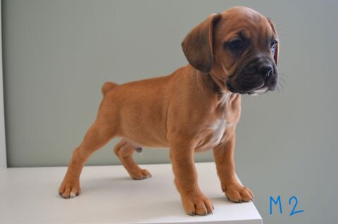 Chiot type FRENGLE (bouledogue fran&ccedil;ais x beagle) 2 mois 500 69870 Grandris