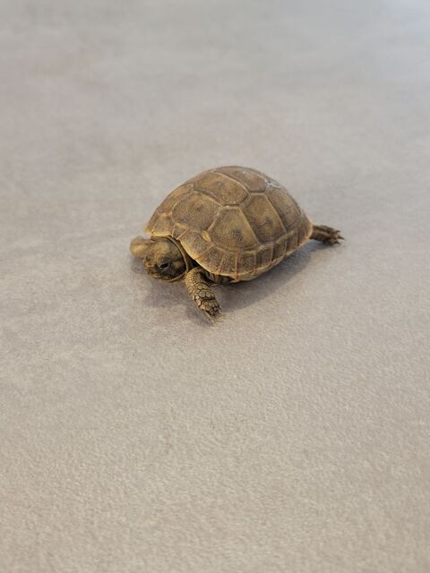 Tortue de terre greco 8mois 40 34130 Mauguio